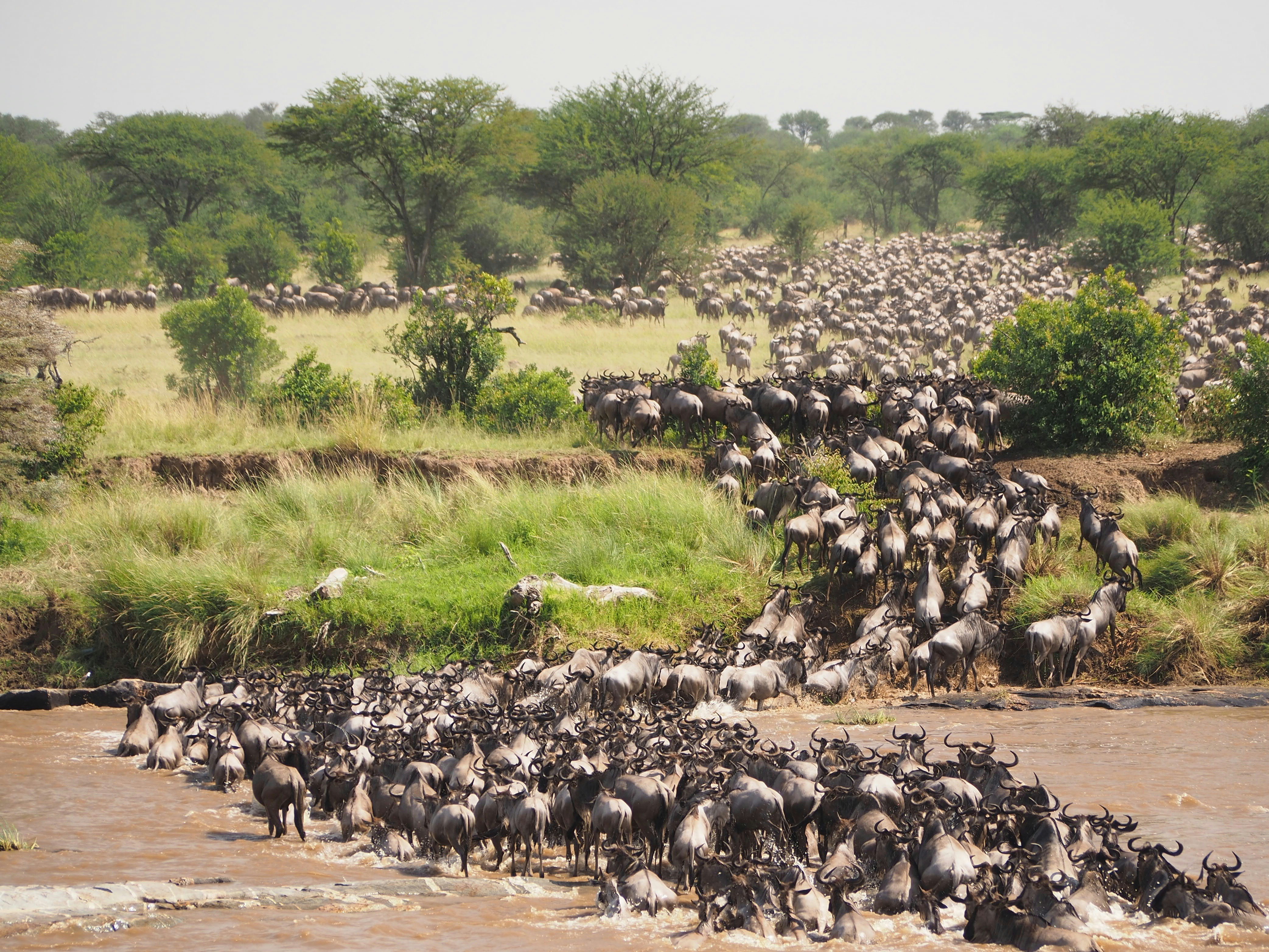 Serengeti safari