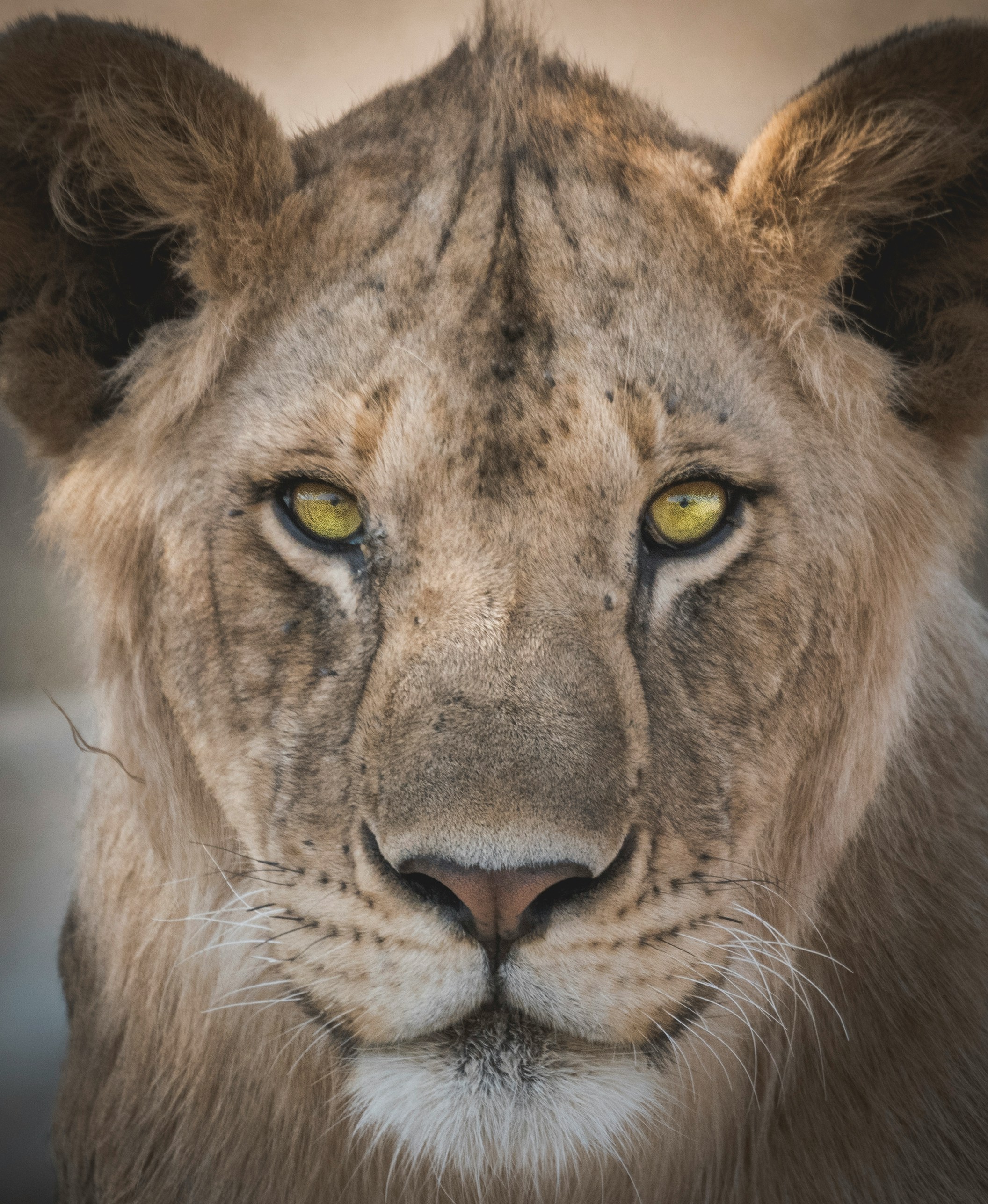 Serengeti Adventure